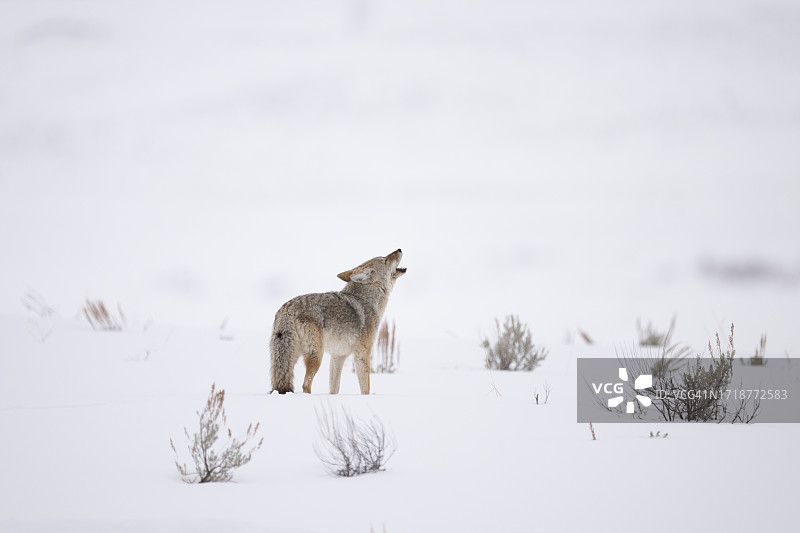 郊狼嚎叫图片素材