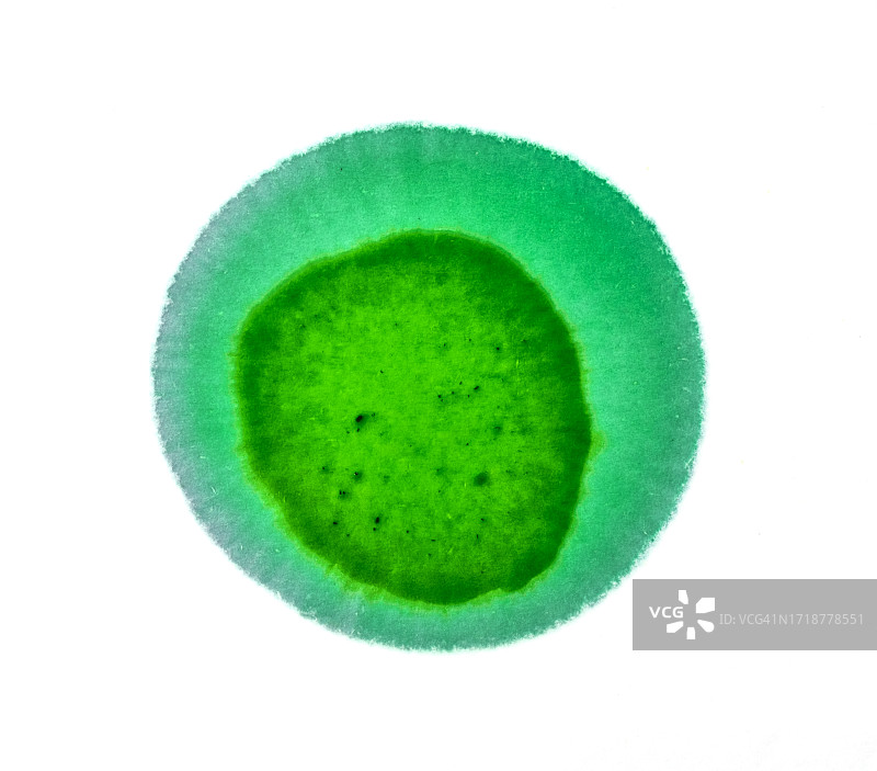 一滴绿色浮雕漆滑落在白色画布上。图片素材