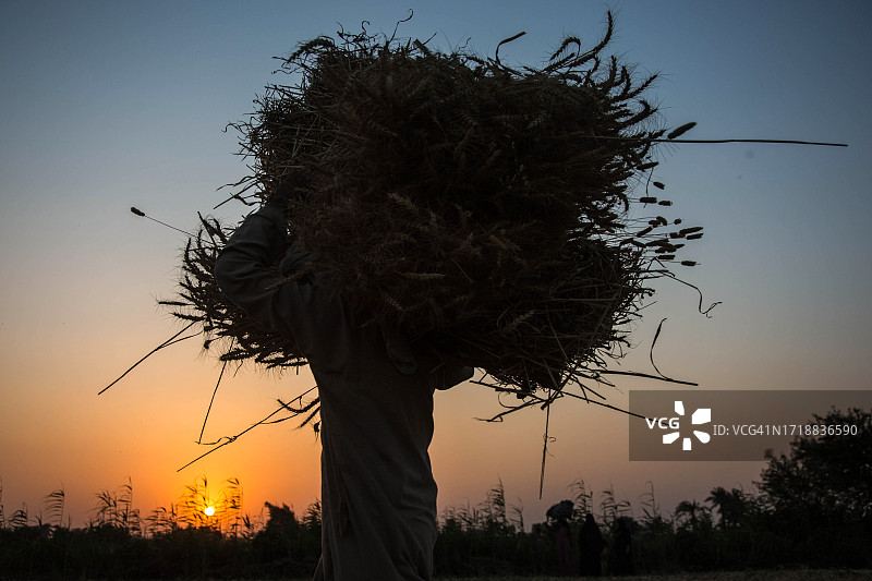 手捧小麦的工人图片素材