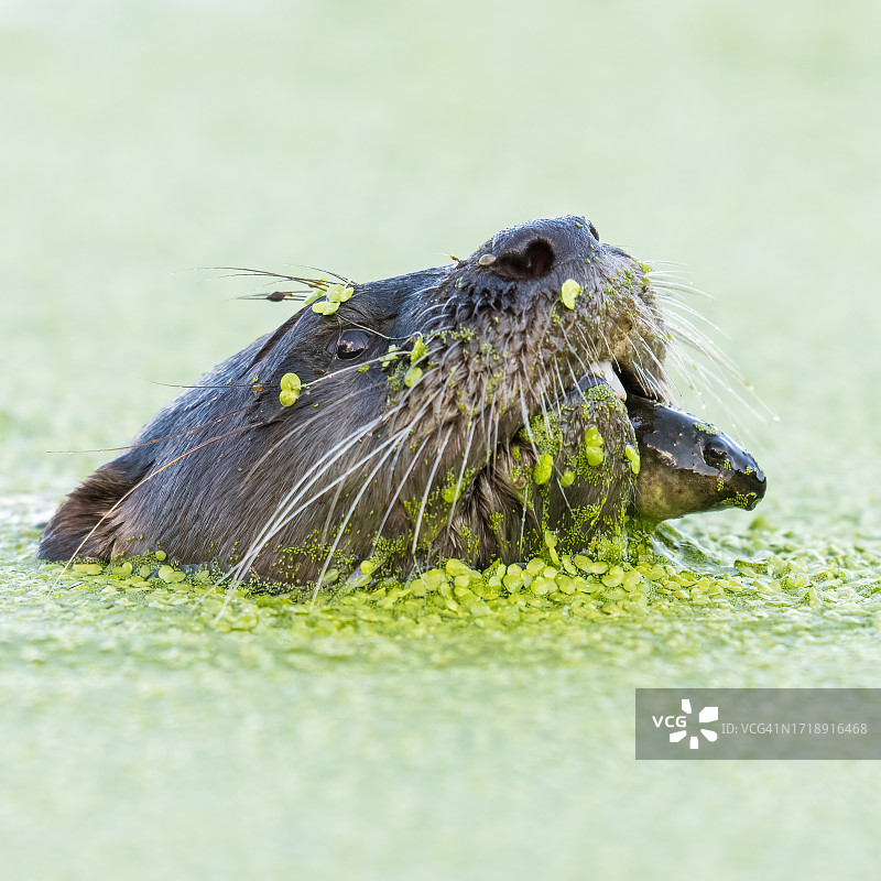 北美河獭与蝌蚪的特写图片素材