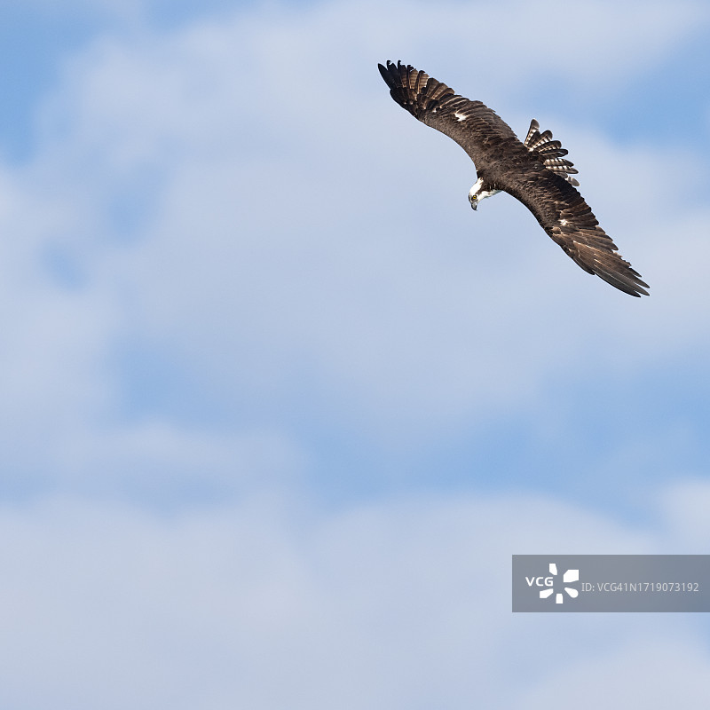展开翅膀的鹗图片素材
