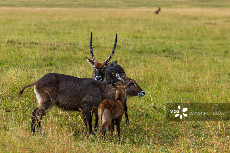 雄性和雌性非洲水羚及其幼崽图片素材