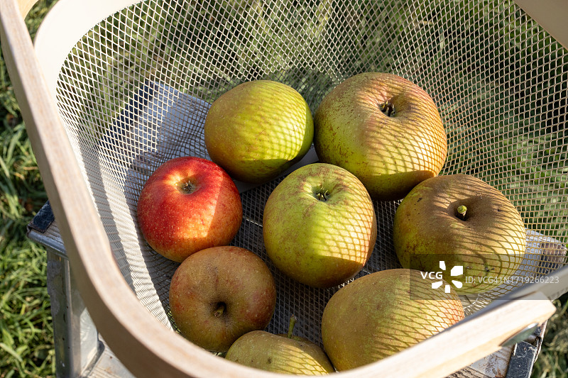 篮子里的新鲜有机苹果图片素材
