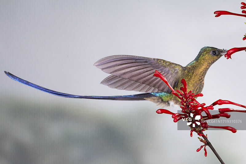 紫尾蜂鸟雄鸟在花上觅食图片素材