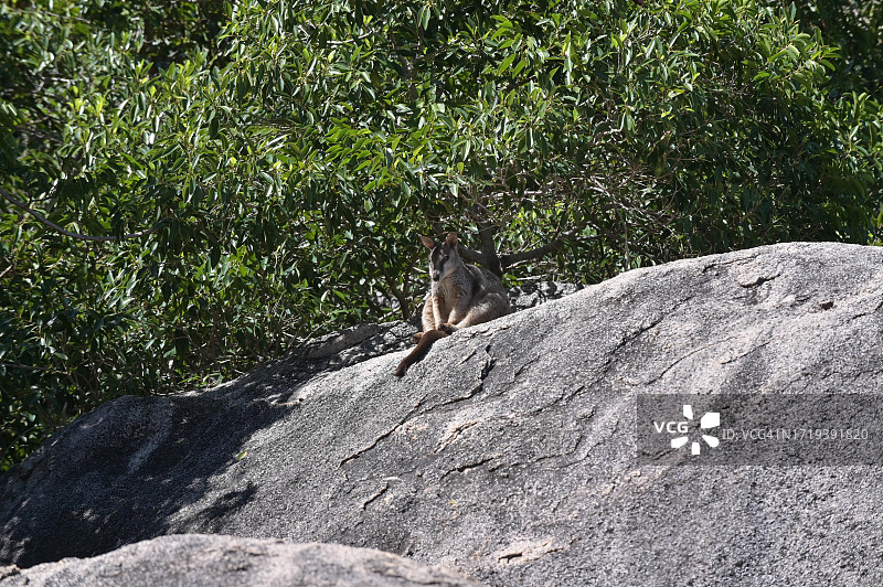 岩石沙袋鼠坐在花岗岩上图片素材