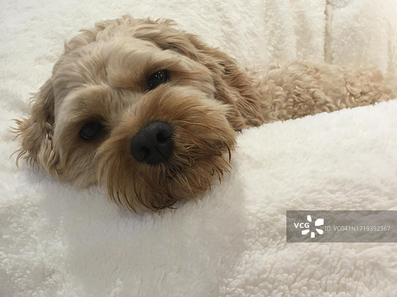 贵宾犬在沙发上休息图片素材