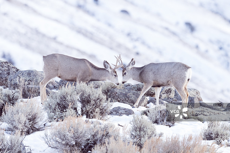 骡鹿争斗图片素材