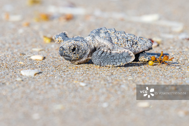 红海龟首次下海图片素材
