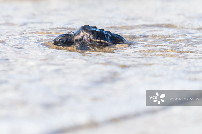 水边的红海龟图片素材