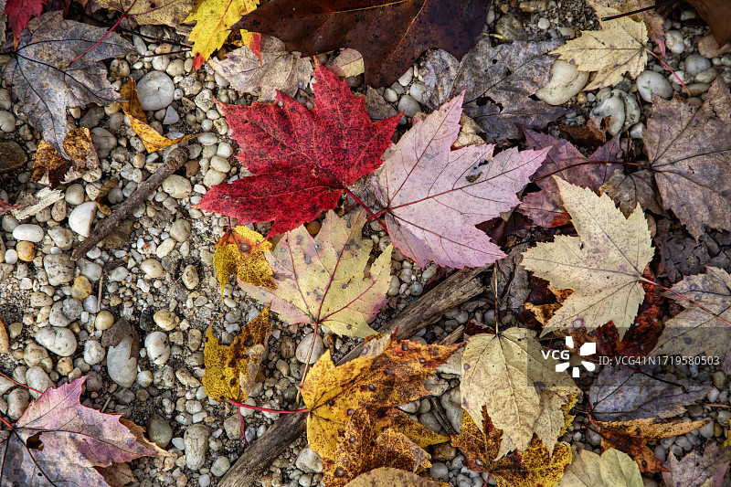 彩色干树叶图片素材