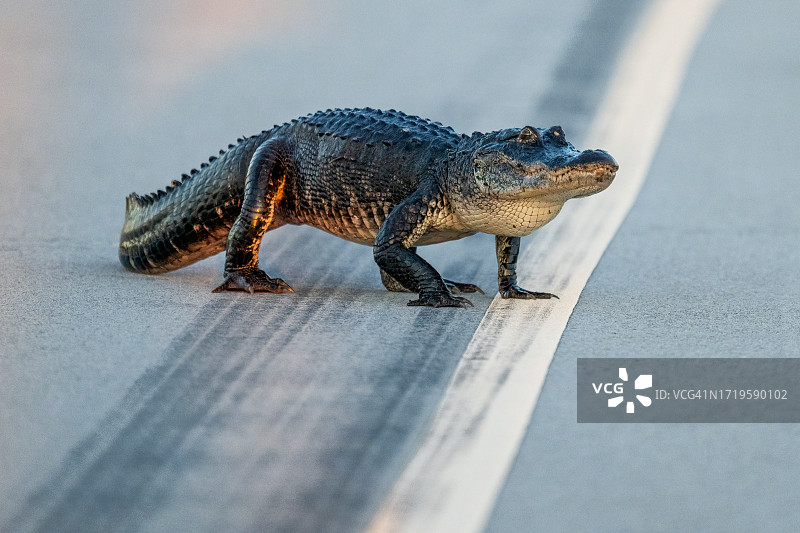 美国短吻鳄穿过公路图片素材