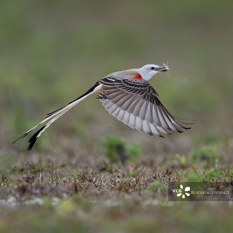 带蚱蜢的燕尾王霸鹟图片素材