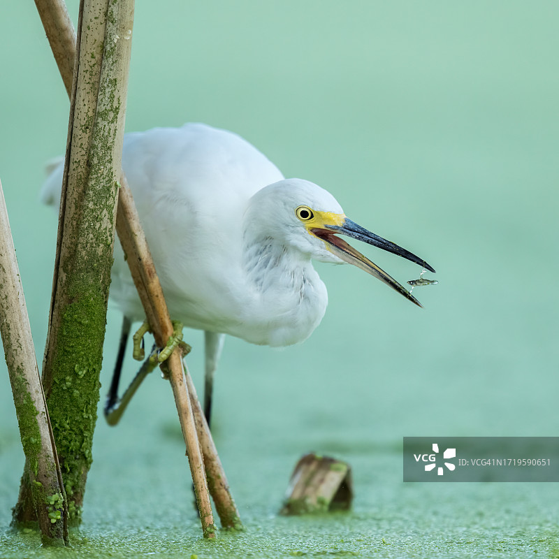 雪鹭觅食图片素材