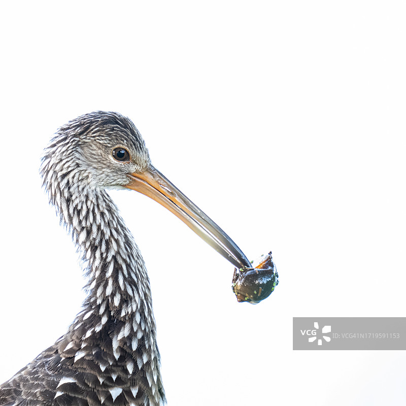 骨顶鸡吃蜗牛特写图片素材