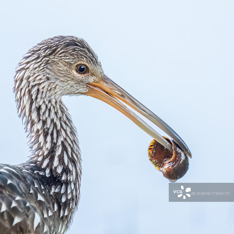 骨顶鸡吃蜗牛特写图片素材