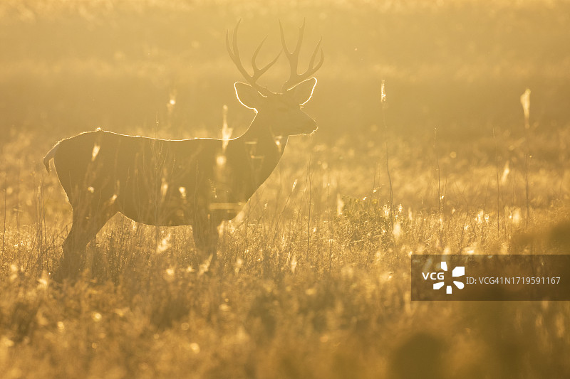 黎明时分的黑尾鹿逆光图片素材