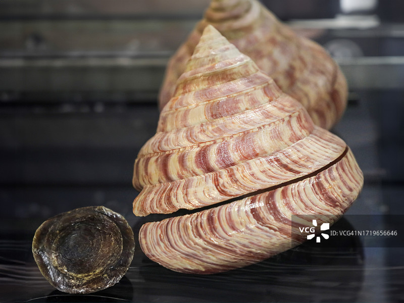 隆菲斯缝隙贝壳（Entemnotrochus rumphii）标本图片素材