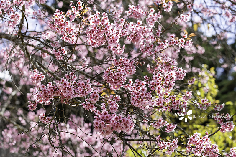 春季樱花特写图片素材
