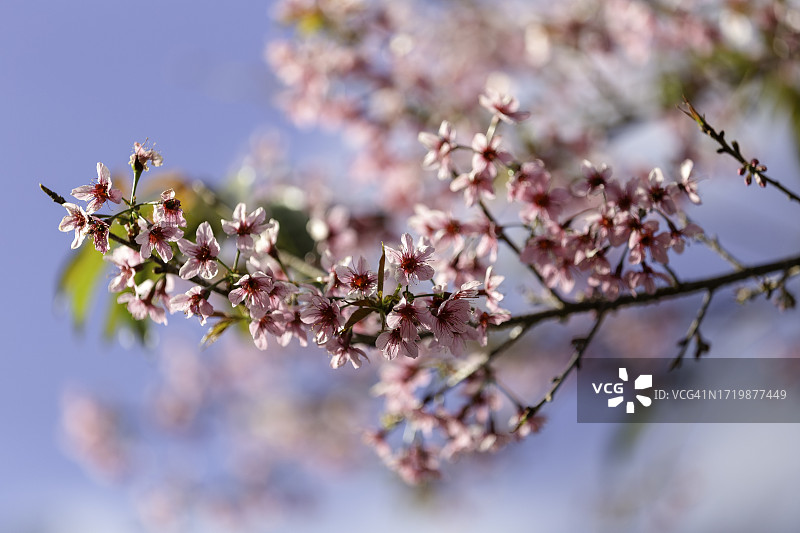 春季樱花特写图片素材