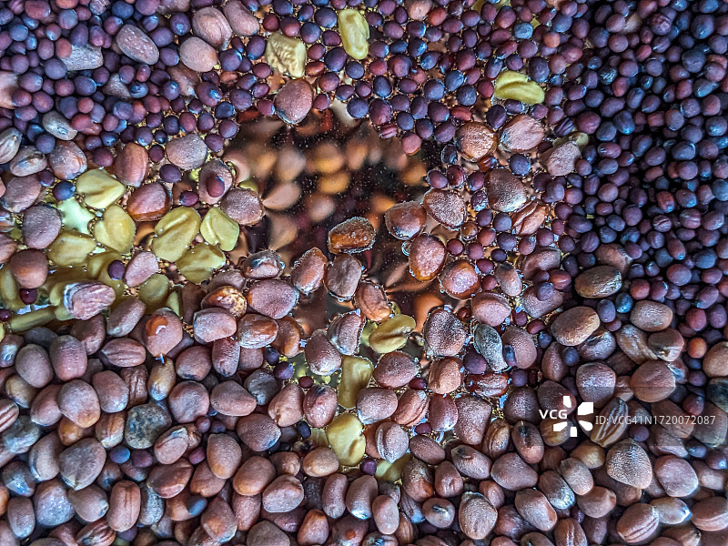 西兰花、萝卜和胡芦巴种子浸泡在罐子里的特写图片素材