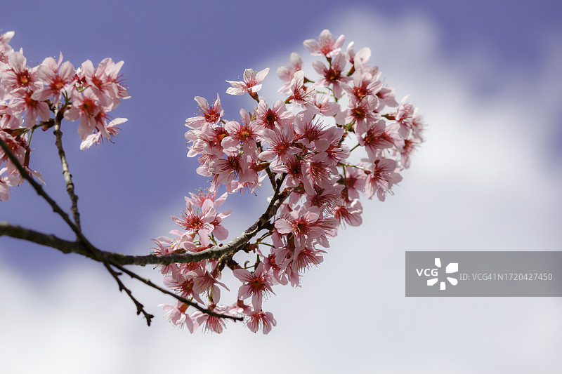 春季樱花特写图片素材