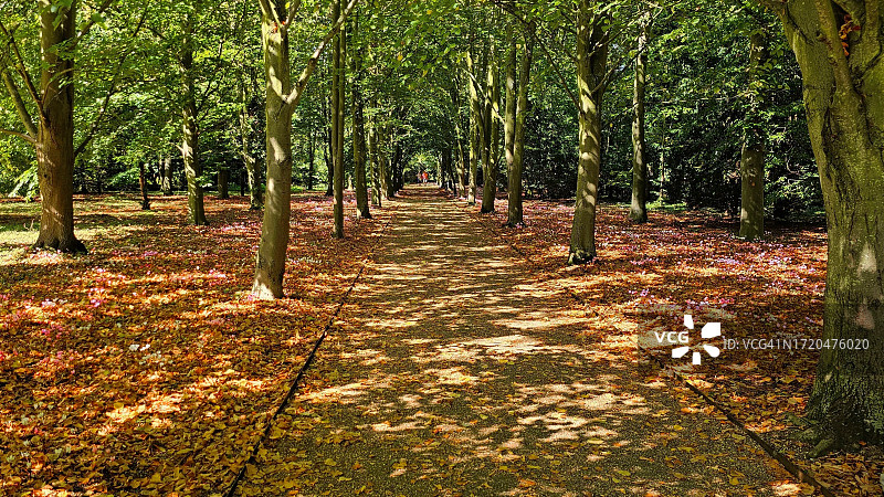 秋季林中金色落叶与蓝色花朵图片素材