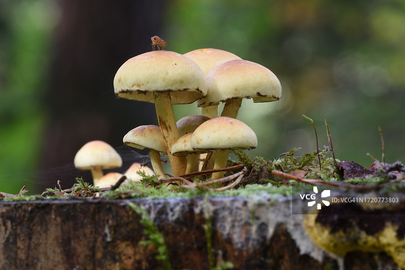 森林里的蘑菇图片素材