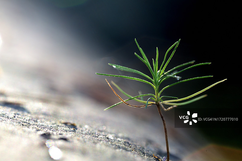 云杉幼苗图片素材