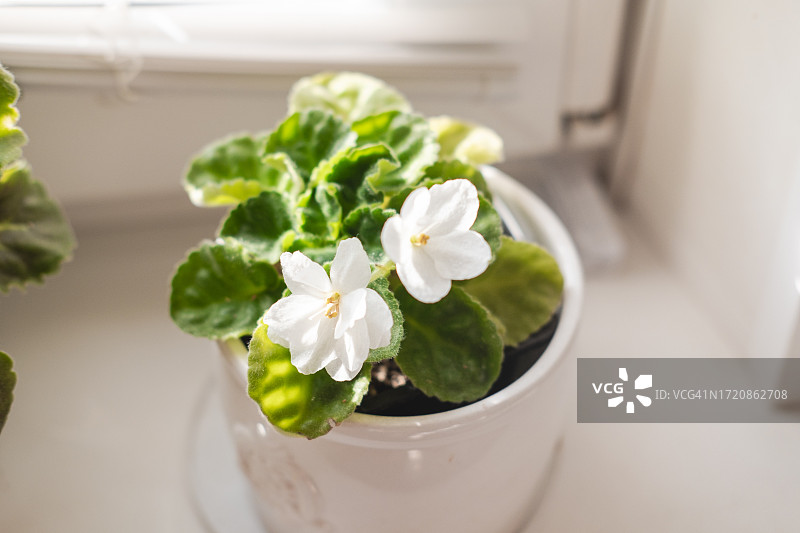 窗台上的盆栽白堇图片素材