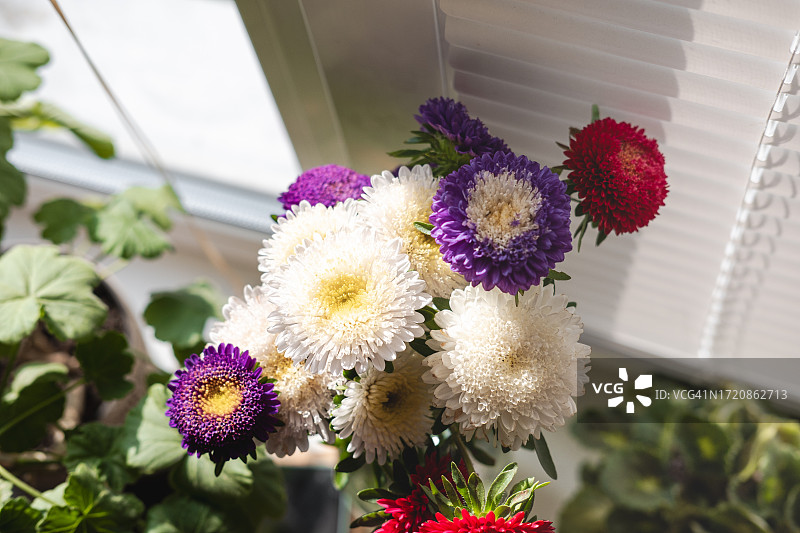 花瓶中窗边的小灌木紫菀彩色花束图片素材