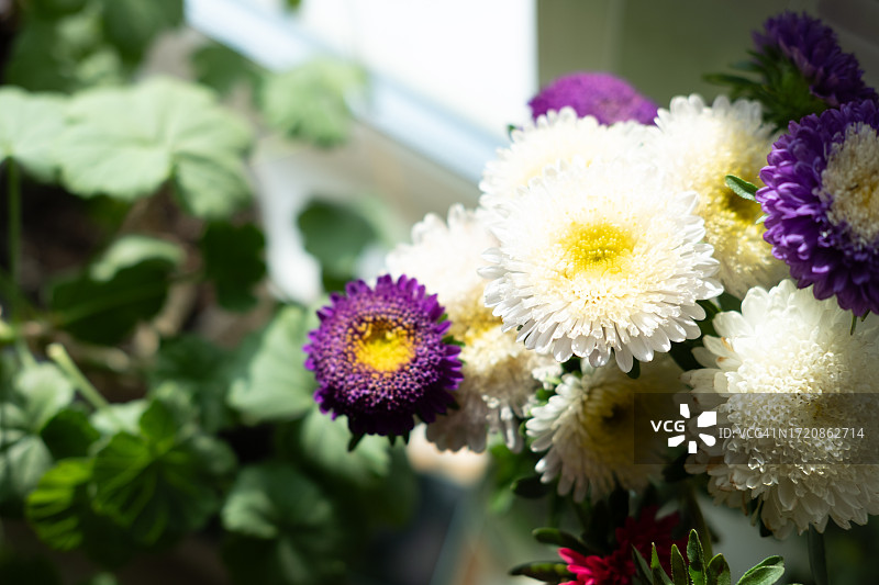 花瓶中窗边的小灌木紫菀彩色花束图片素材