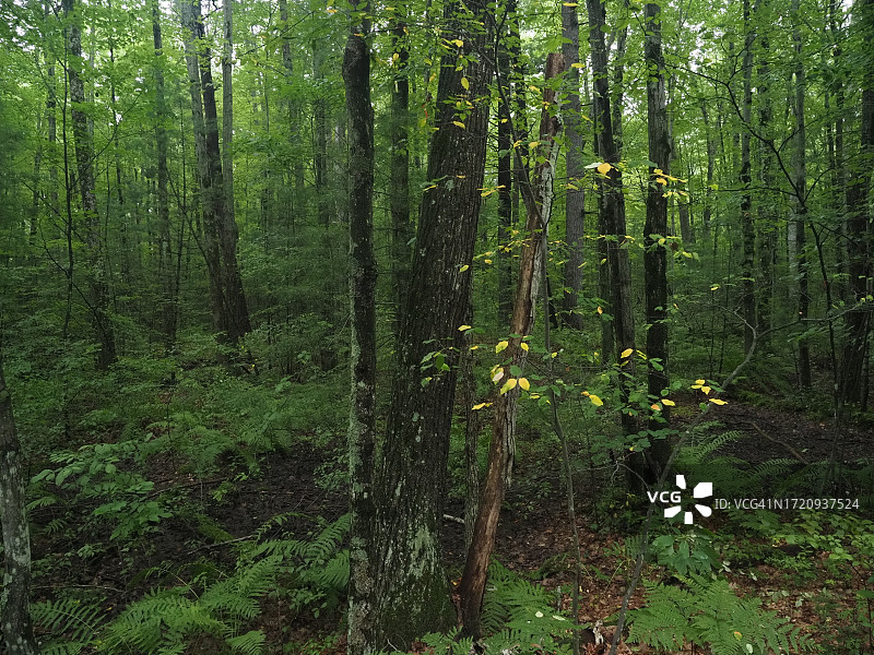 原始森林的细节与深度图片素材