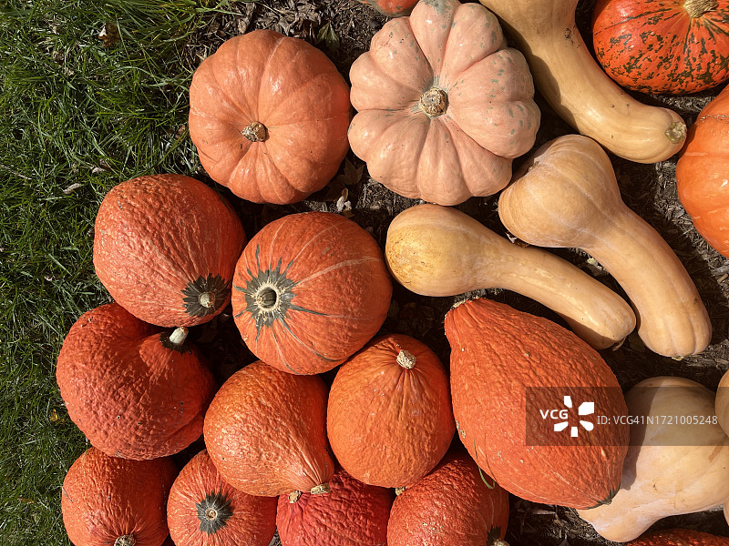 葫芦和南瓜图片素材