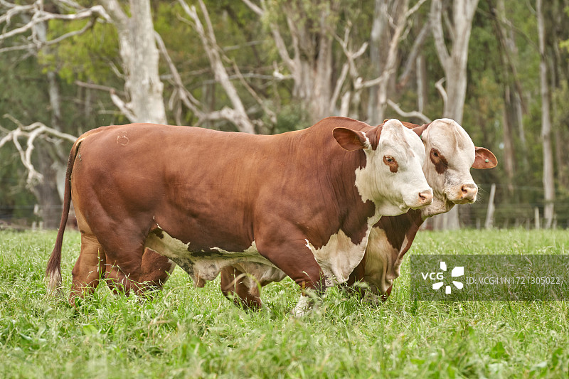 布拉福德牛牲畜养殖图片素材