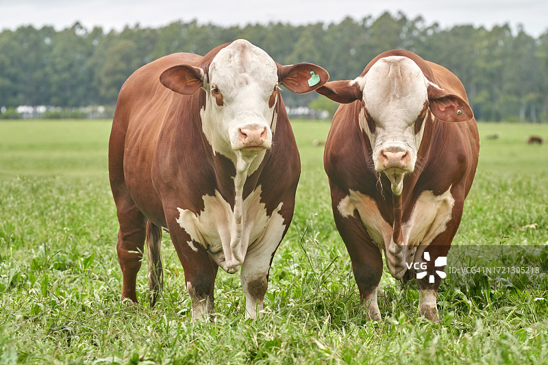 乡村景色中的布拉福德奶牛图片素材