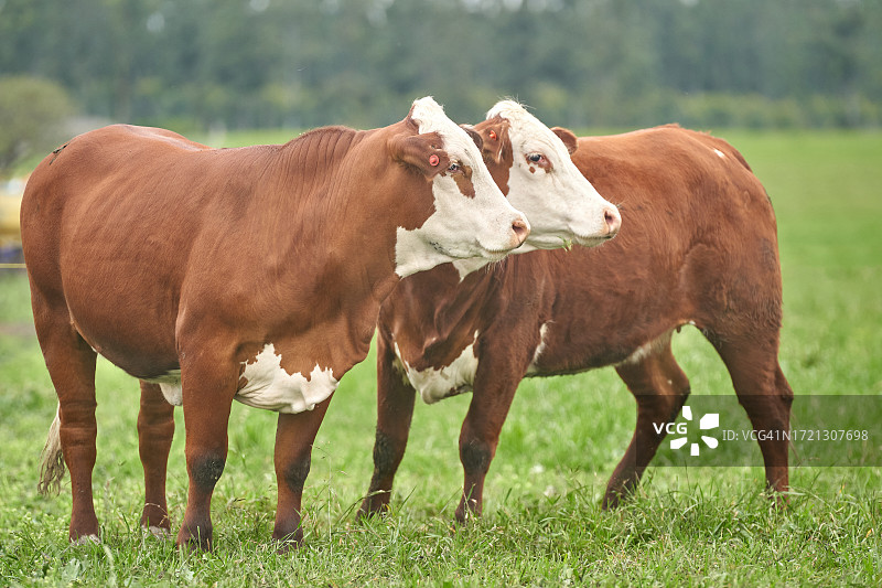 乡村景色：布拉福德奶牛在牧场图片素材