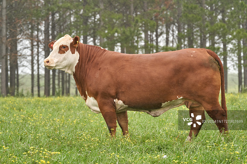 田野里的布拉福德牛，大自然中的牲畜图片素材