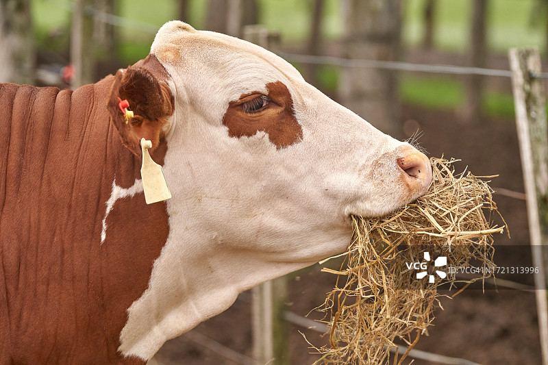 婆罗福特牛的乡村场景肖像图片素材
