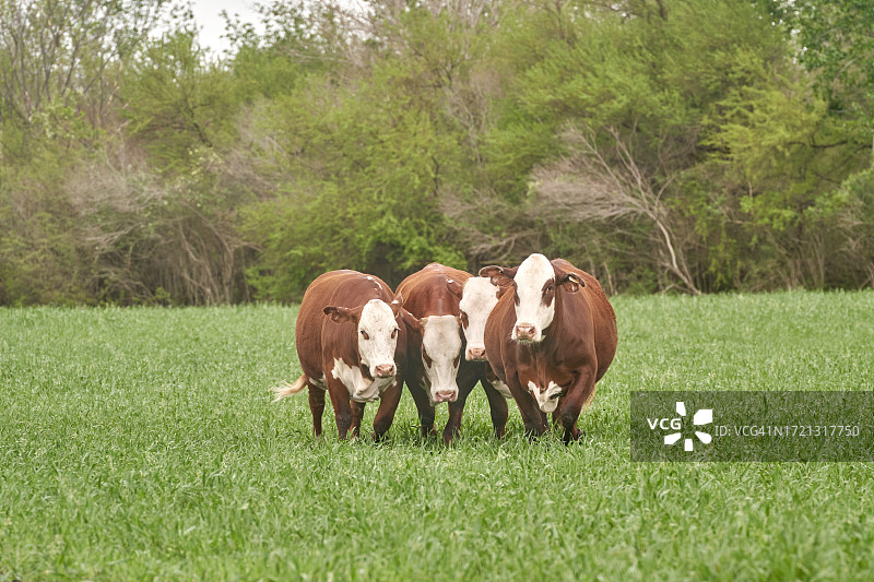 自由放养的布拉福德奶牛图片素材