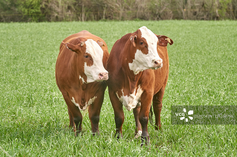 自然环境中的布拉福德牛图片素材