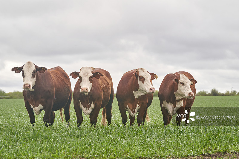在牧场里的布拉福德品种图片素材