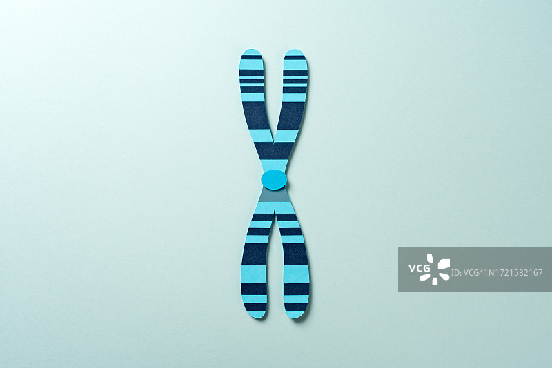 人体染色体分带模式纸工艺图片素材