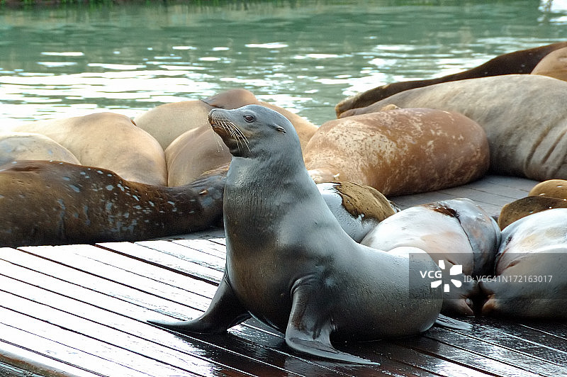 旧金山海狮图片素材