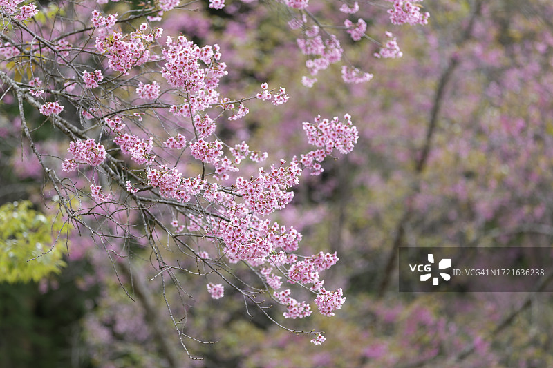 春季樱花特写图片素材
