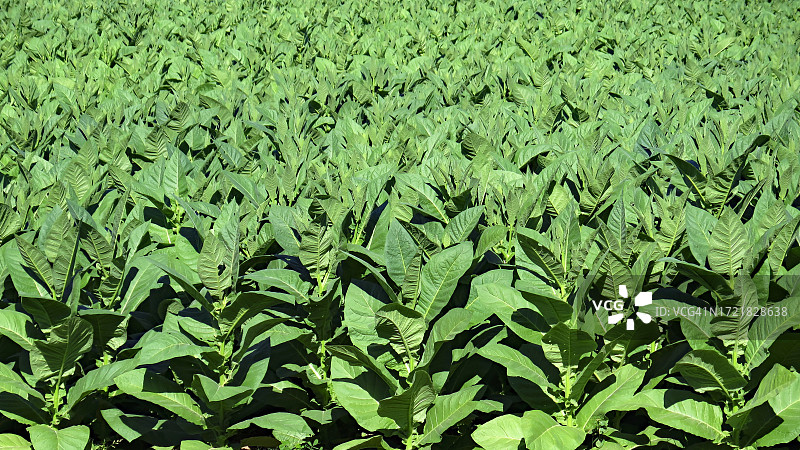 古巴比那尔德里奥省比尼亚莱斯田野中生长的烟草植物图片素材