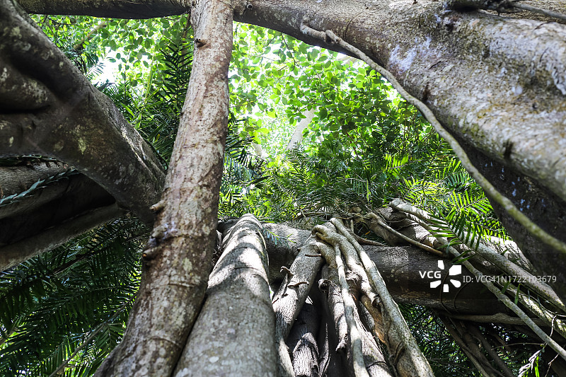 夏日里缠绕的榕树树干图片素材