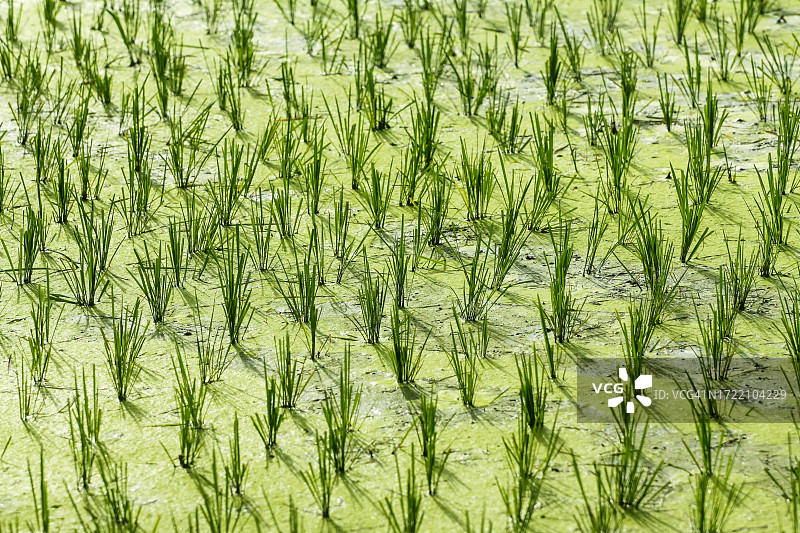 夏季水稻秧苗图片素材