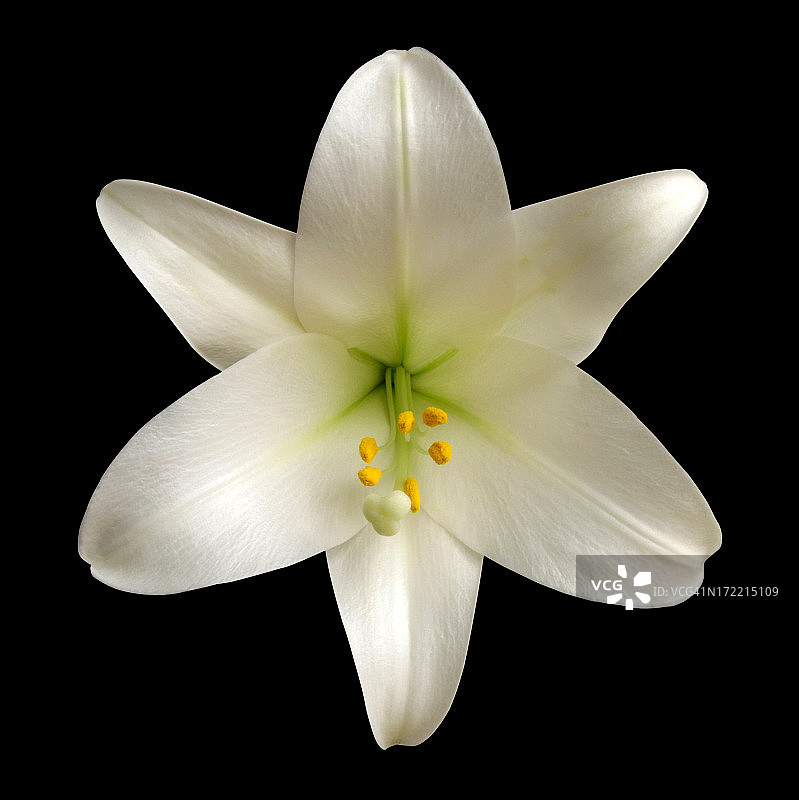 黑色背景下的白色百合花图片素材