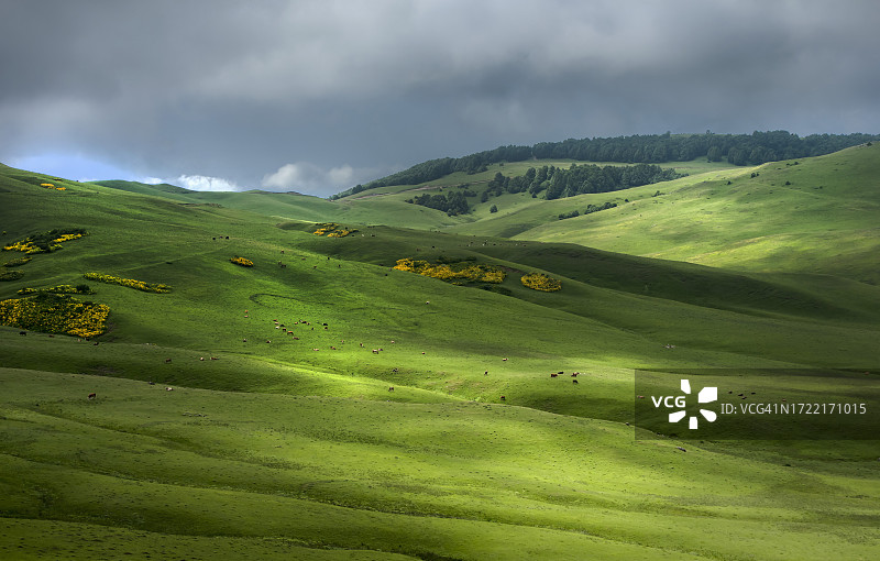 绿色动物牧场图片素材
