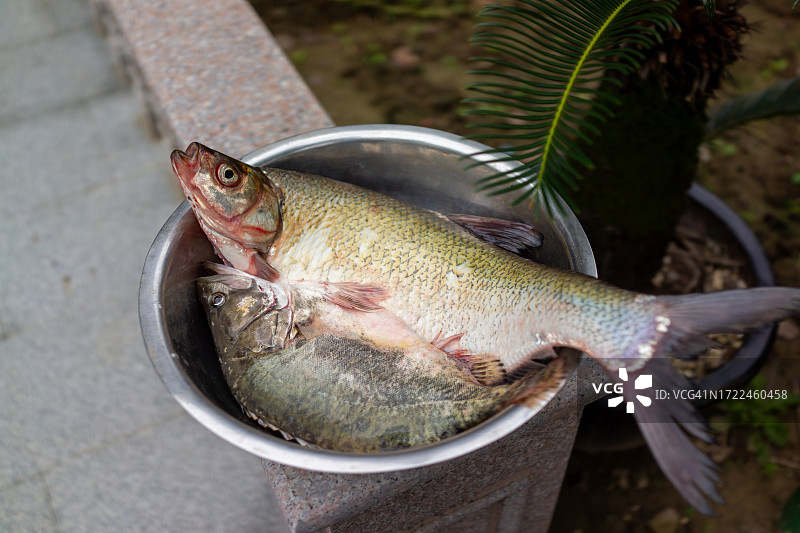 清理过的淡水鱼图片素材